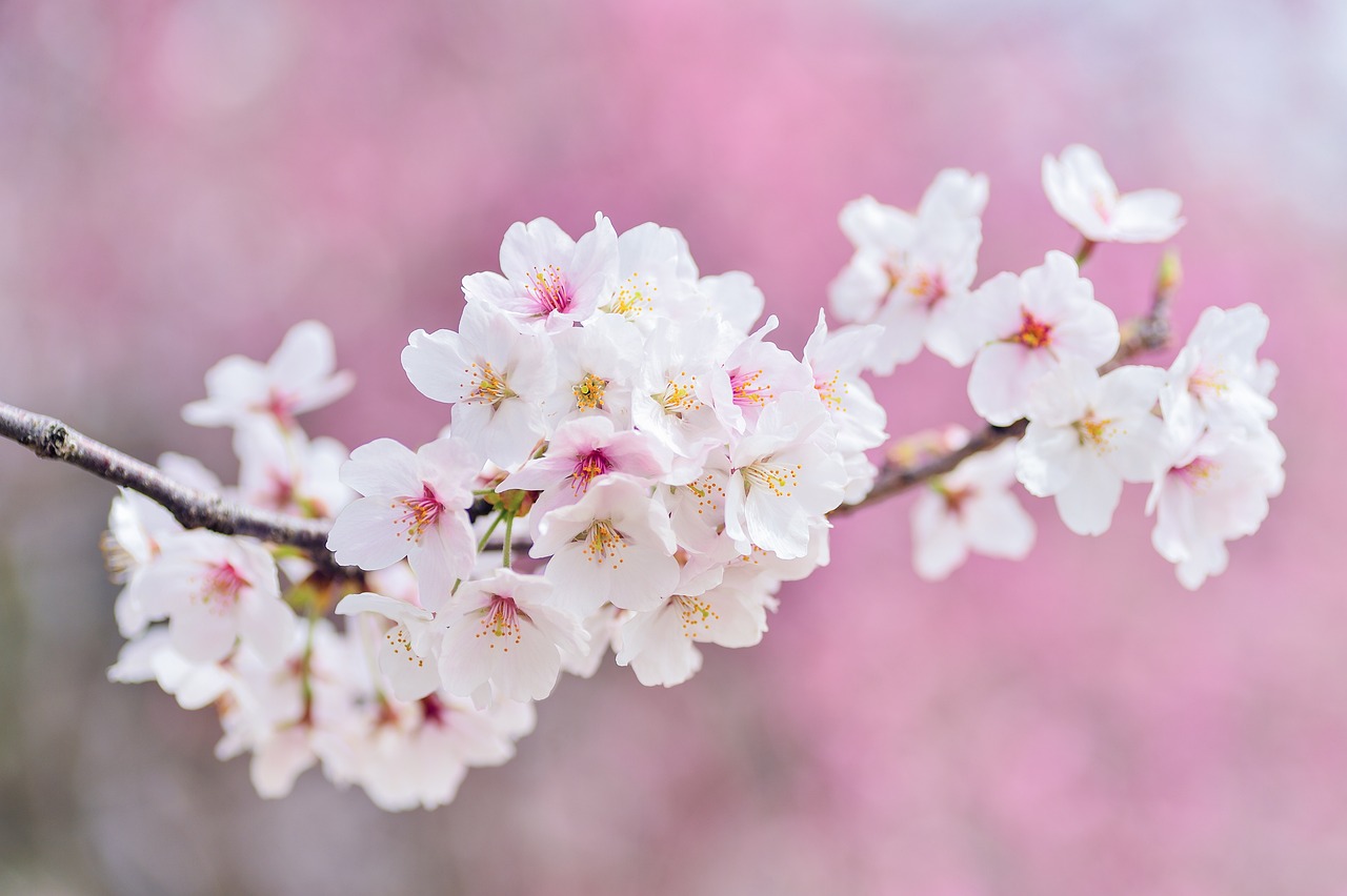 Bilete av ein lyse-rosa kirsebær-blomst